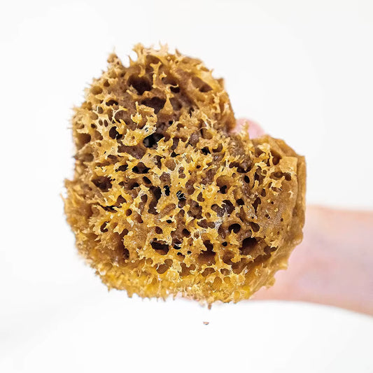 Natural Greek Organic Sea Sponge